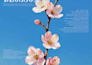create an eye catching advertisement poster